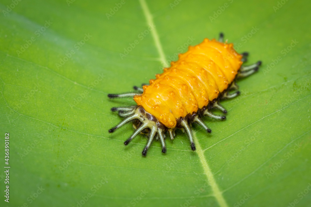 Image of an amber caterpillar on green leaf on natural background. Insect. Animal. Image of an amber caterpillar on green leaf on natural background. Insect. Animal.