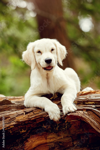 golden retriever puppy