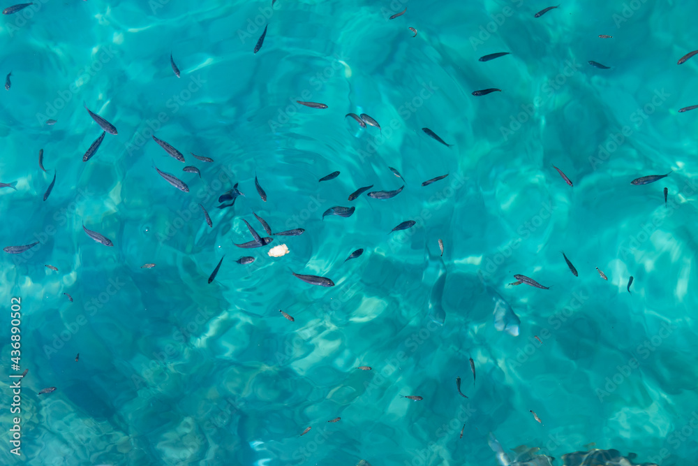 Fototapeta premium Small Surface Fish. Isolated.Lots of small fish near the surface of the water in the sea feeding of a small piece off bread. Stock Image.