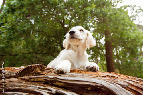 golden retriever puppy