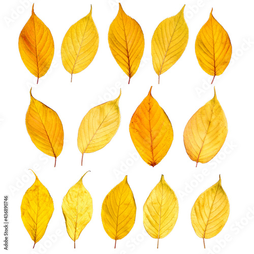Autumn yellow leaves isolated on white background