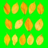 Autumn yellow leaves isolated on green screen