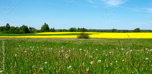 Dandelion field. Part of agricultural field.