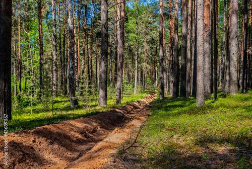 Fotografia Fire-fighting forest plowing