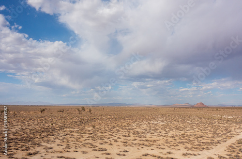 Drought in the Mojave desert