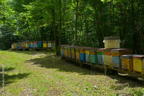 A row of colourful bee hives in late May near the village of Merso di Sopra in Udine Province, Friuli-Venezia Giulia, north east Italy 