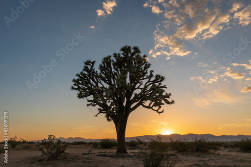 Silhouette of a Joshua tree at sunset
