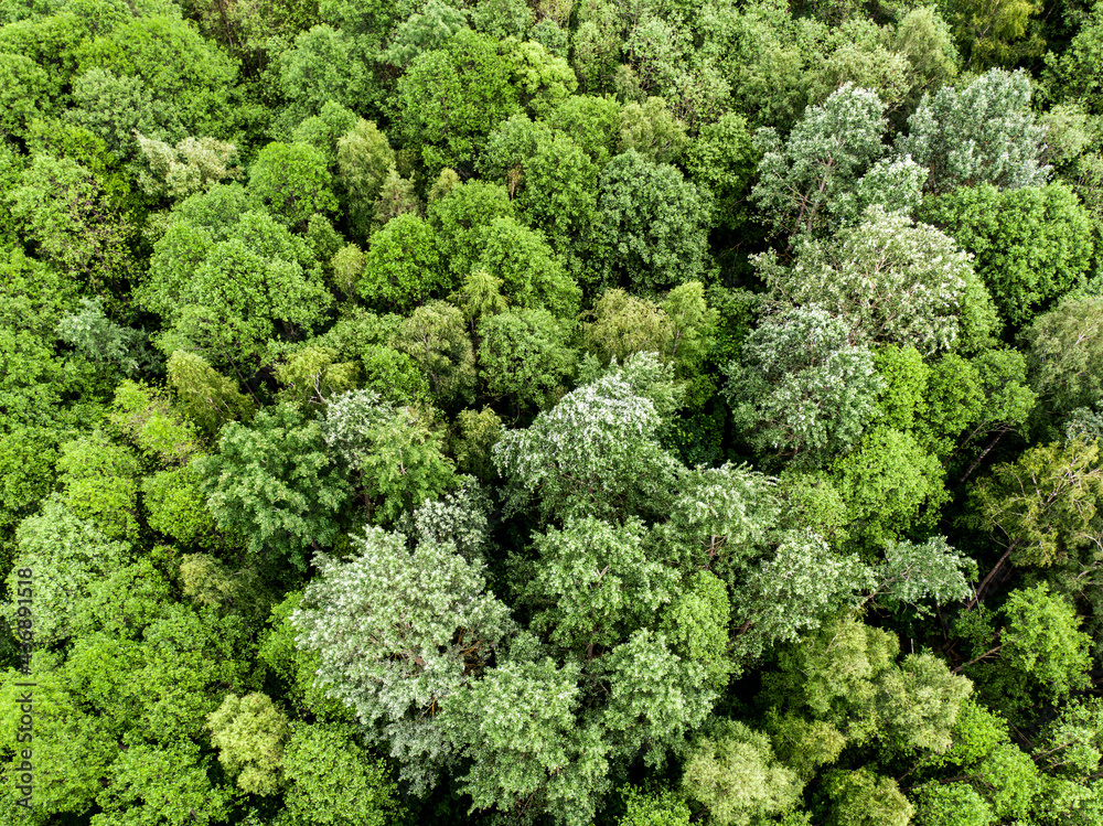 Top view of green trees. Nature texture.