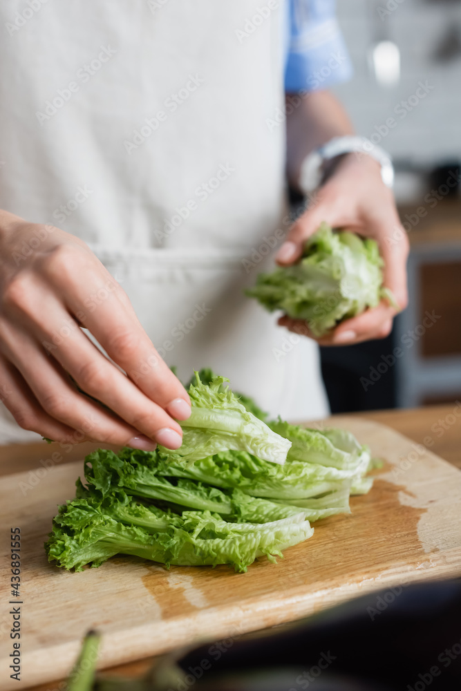 close up view of female hands holding lettuce in kitchen