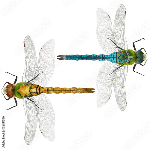 Foto Colorful set of flying dragonflies with delicate wings, isolated on white illustration