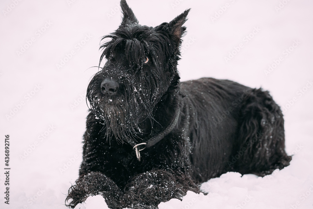 Close Up Portrait Of Young Black Giant Schnauzer Or Riesenschnauzer Dog At White Winter Snow.
