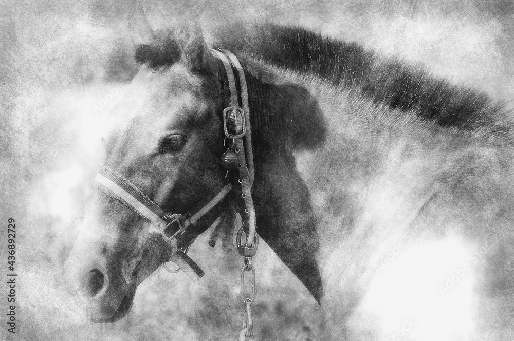 Horse hand drawing effect with pencils Stock Illustration Adobe Stock