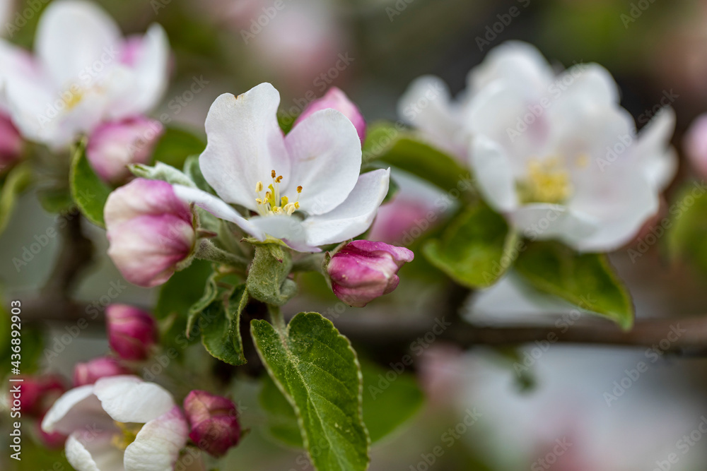 Beautiful macro view of a branch of a blossoming apple tree.