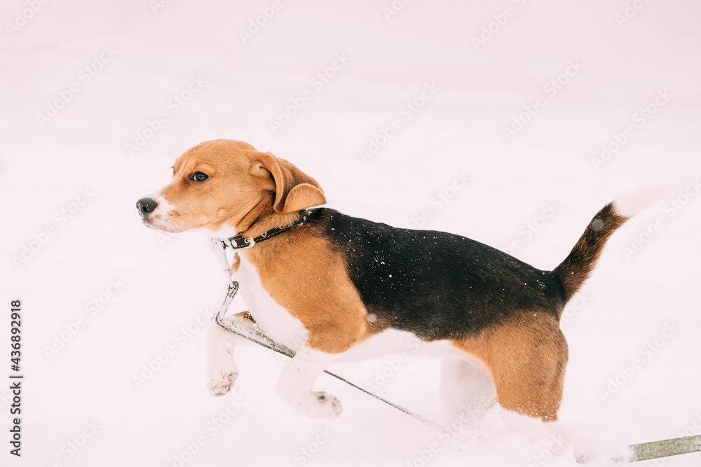 Funny Tricolor Puppy Of English Beagle Playing Running In Snow Snowdrift At Winter Day