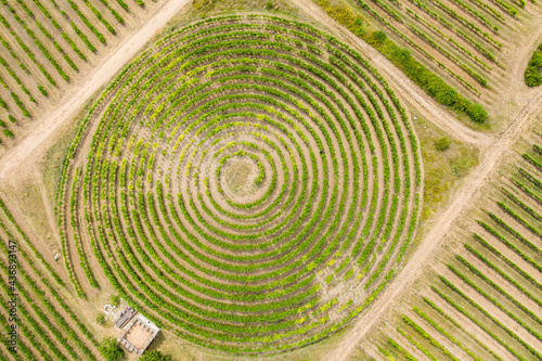 Top view of a unique snail-shaped vineyard near Zell / Germany  photo