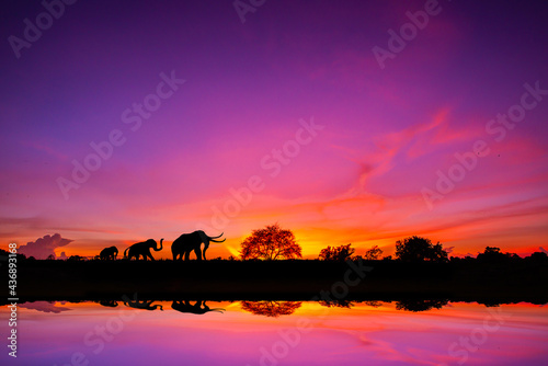 Safari theme.Amazing sunset and sunrise.Panorama silhouette tree in africa with sunset.Dark tree on open field dramatic sunrise.