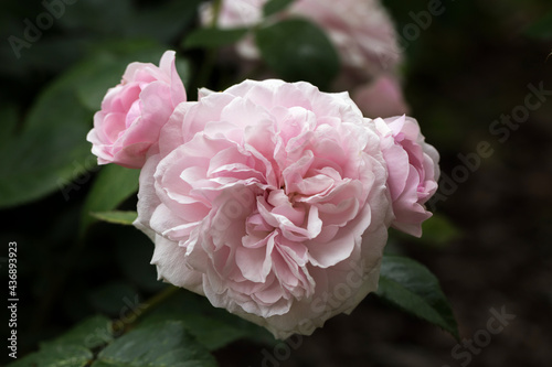 Blooming rose in the garden on a sunny day.