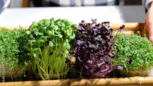 Assortment of different types of healthy organic raw sprouts microgreens. Super food in trays. 4K