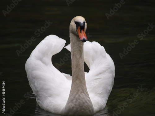 White swan swiming