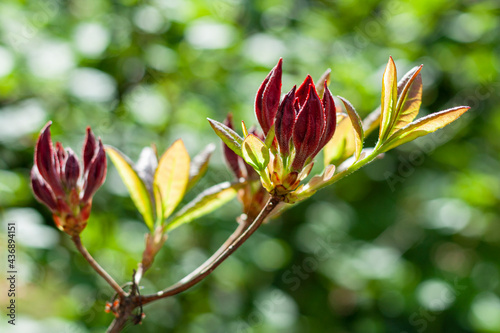 Obraz na płótnie Red azalea flowers w salonie