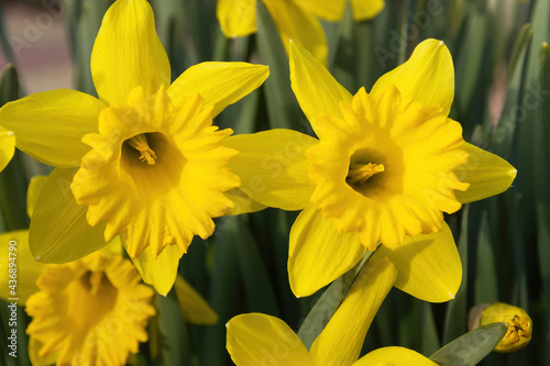 Two Flowers of Daffodils 