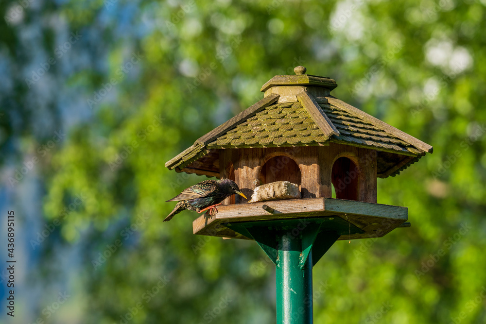 a starling, sturnus vulgaris, perched on a bird feeder a starling, sturnus vulgaris, perched on a bird feeder