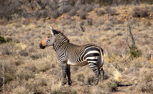 Foto Mountain zebras isolated in the Karoo National Park in South Africa