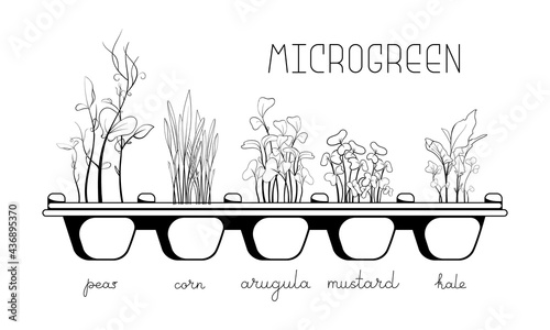 Microgreen sketch vector illustration. Green for home gardening. Mustard, peas, corn, kale, arugula plant for salad. Reuse and rot concept. Growth sprout in eggs container. Zero waste lifestyle.