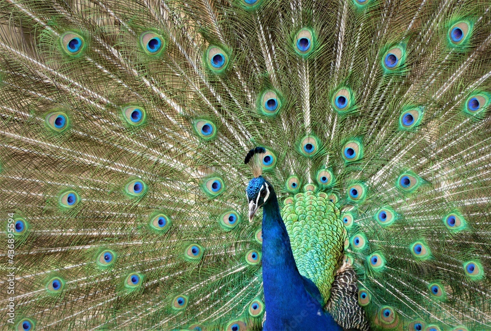 Obraz premium Peacock with colorful feathers