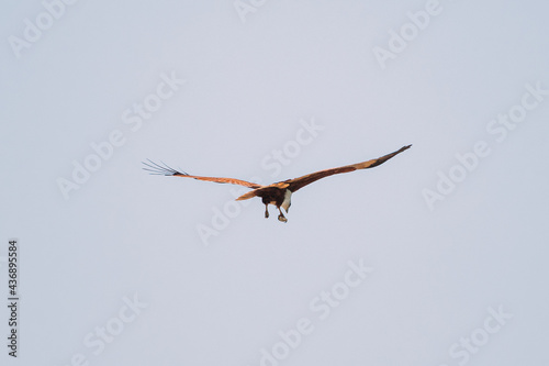 Goa  India. Brahminy Kite Throwing Crab In Flight In Blue Sky