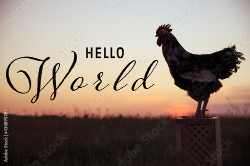 Hello World. Big domestic rooster on stand at sunrise