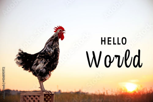 Hello World. Big domestic rooster on wooden stand at sunrise