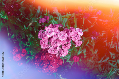 Fototapeta Naklejka Na Ścianę i Meble -  pink flowers on abstract blurred background