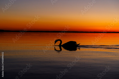 Fototapeta Naklejka Na Ścianę i Meble -  Black silhouette of the swan at sunset.