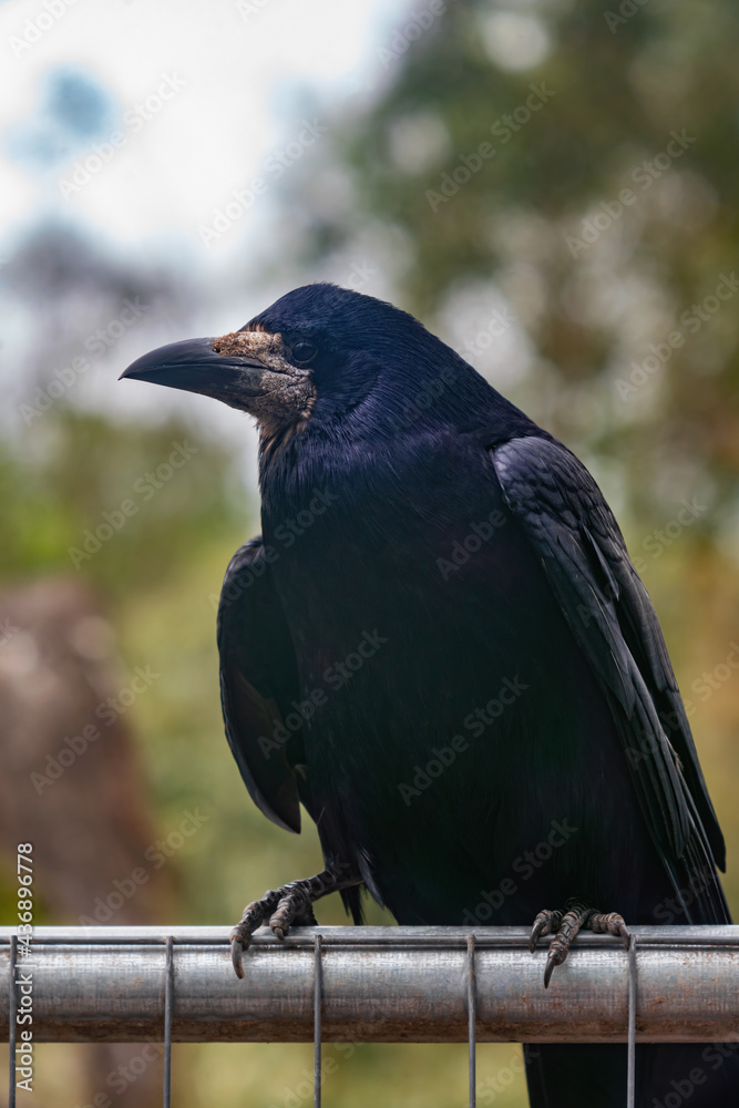 Fototapeta premium The rook on the fence