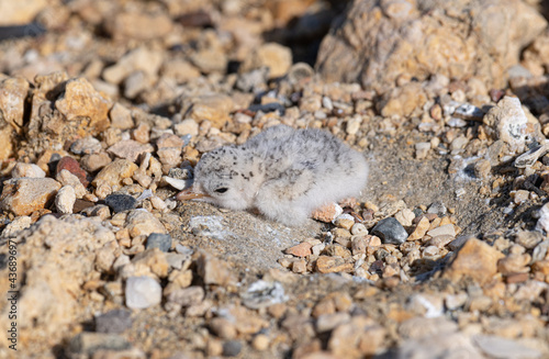 Baby bird fluff. A Fluffy baby bird. Least Tern Chick