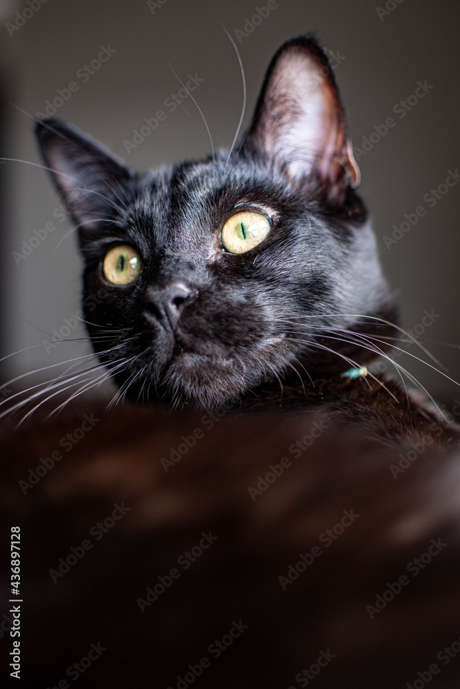 black cat portrait black cat portrait