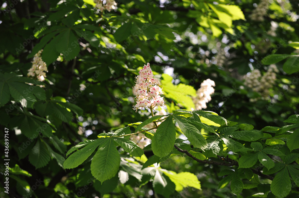 blooming chestnut in the park in the spring blooming chestnut in the park in the spring