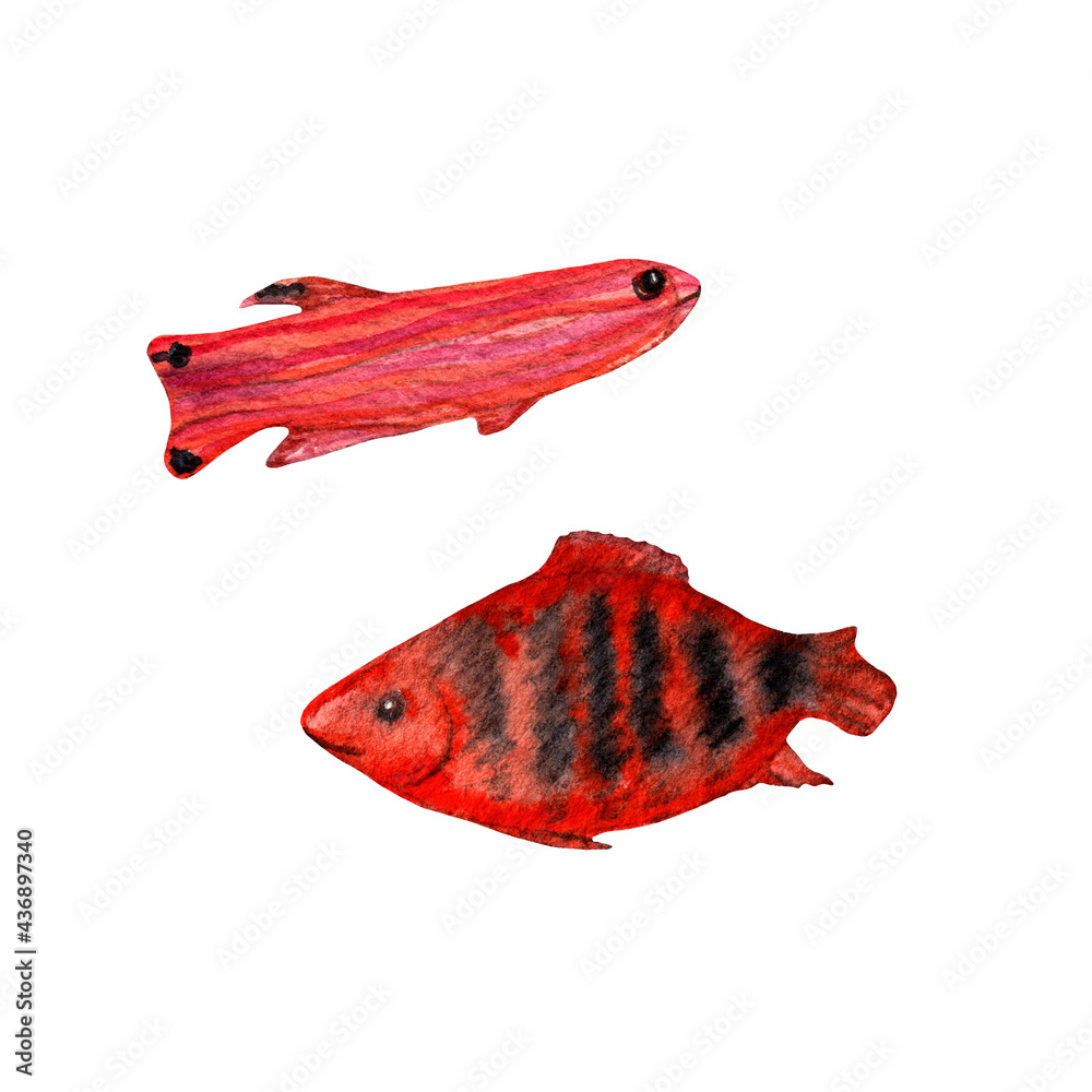 Obraz premium Watercolor hand drawn sea fish isolated on white background.