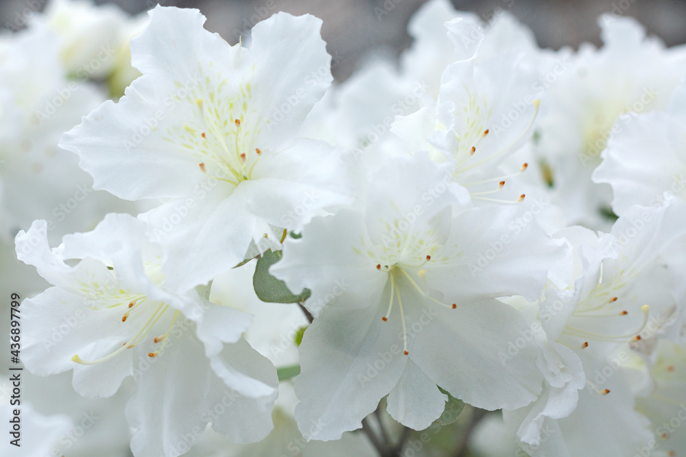 Beautiful white azalea flowers