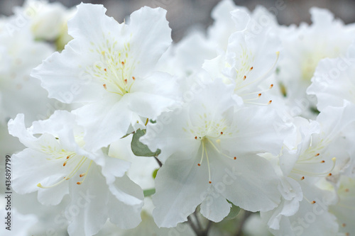 Obraz na płótnie Beautiful white azalea flowers w salonie