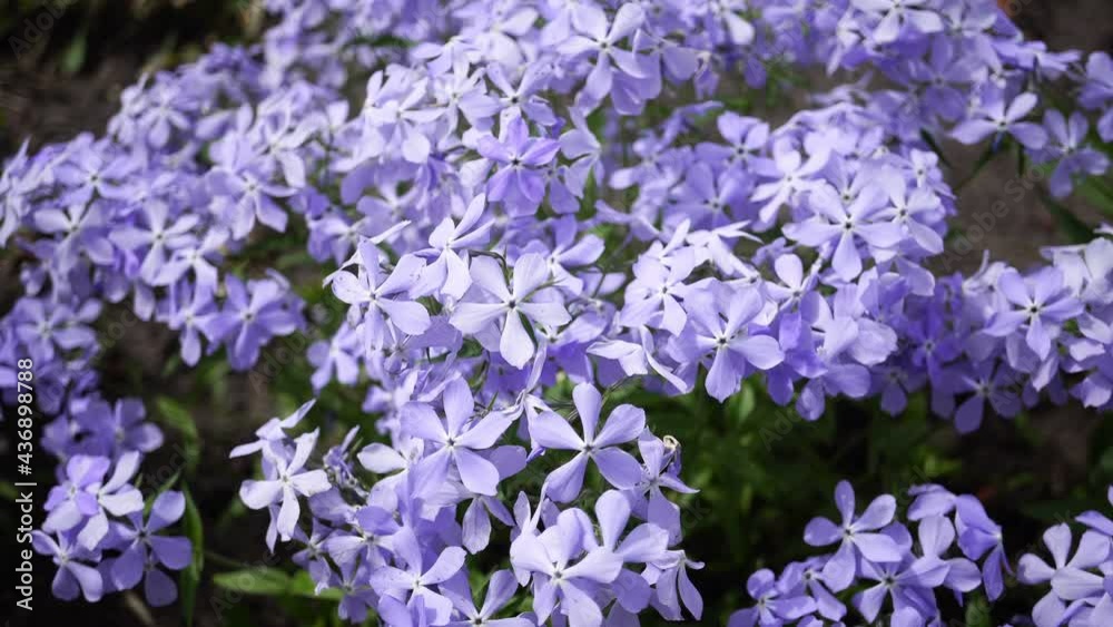 Variety of Blooming Spring And Summer Flowers And Shrubs. Variety of Blooming Spring And Summer Flowers And Shrubs.