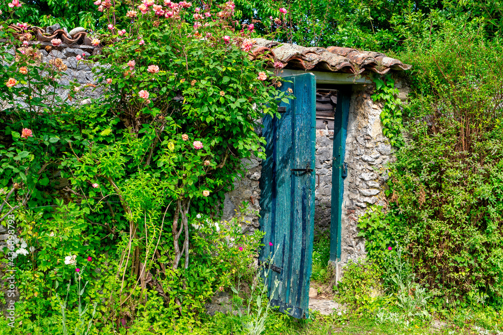 rustic old blue wooden door, covered in foliage.