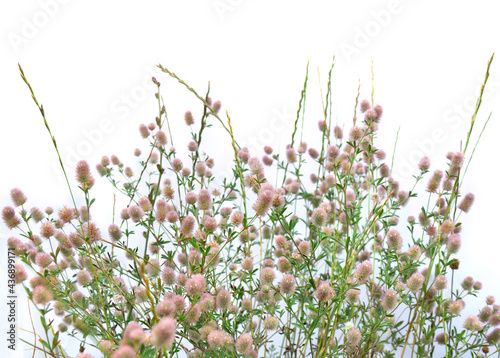 Wildflowers pink inflorescence a panicle in the meadow on white background in summer