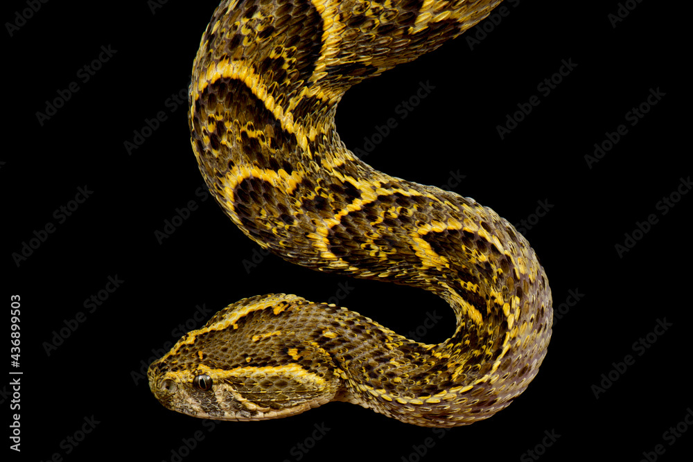 Puff adder (Bitis arietans) responsable for most medical significant snakebites in sub-saharan Africa. Puff adder (Bitis arietans) responsable for most medical significant snakebites in sub-saharan Africa.