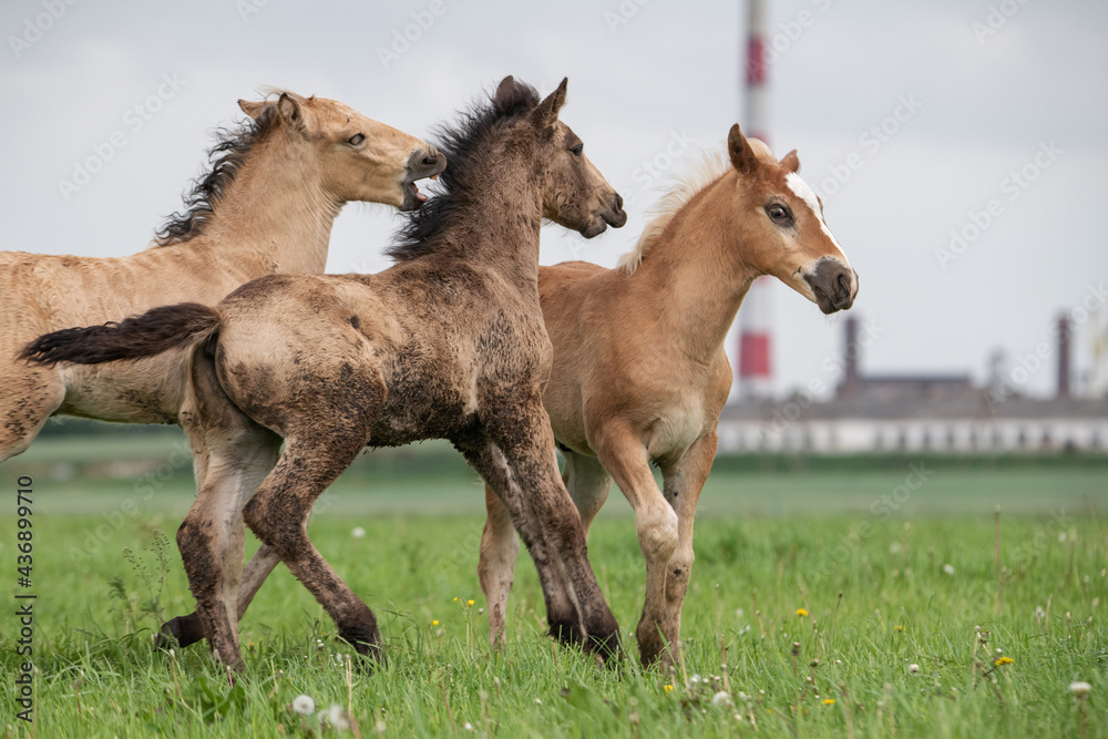 Young thoroughbred foals frolic on a green field. Young thoroughbred foals frolic on a green field.
