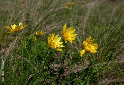Obraz na płótnie Spring flower adonis grows in a clearing.