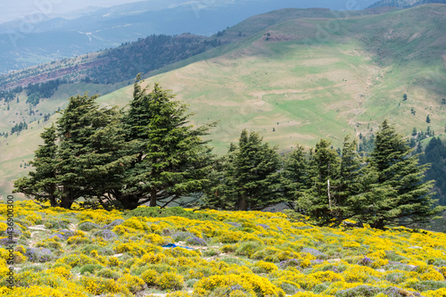 Scenic View from Chelia National Park. Atlas Cedar Forest (Cedrus Atlantica) in Mount Chelia in the Aures mountains in Algeria photo