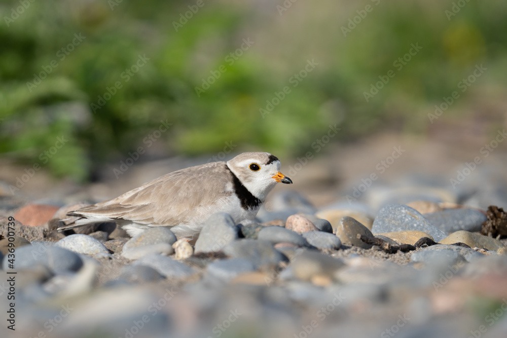 An endangered piping plover practically blends into the surrounding beach stones at McLaughlin Bay Wildlife Reserve in Oshawa, Ontario. An endangered piping plover practically blends into the surrounding beach stones at McLaughlin Bay Wildlife Reserve in Oshawa, Ontario.