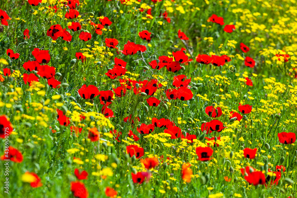Red poppies field in springtime landscape, nature